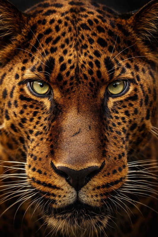 The Silent Dominion, leopard wildlife artwork by Rowan Blackwell